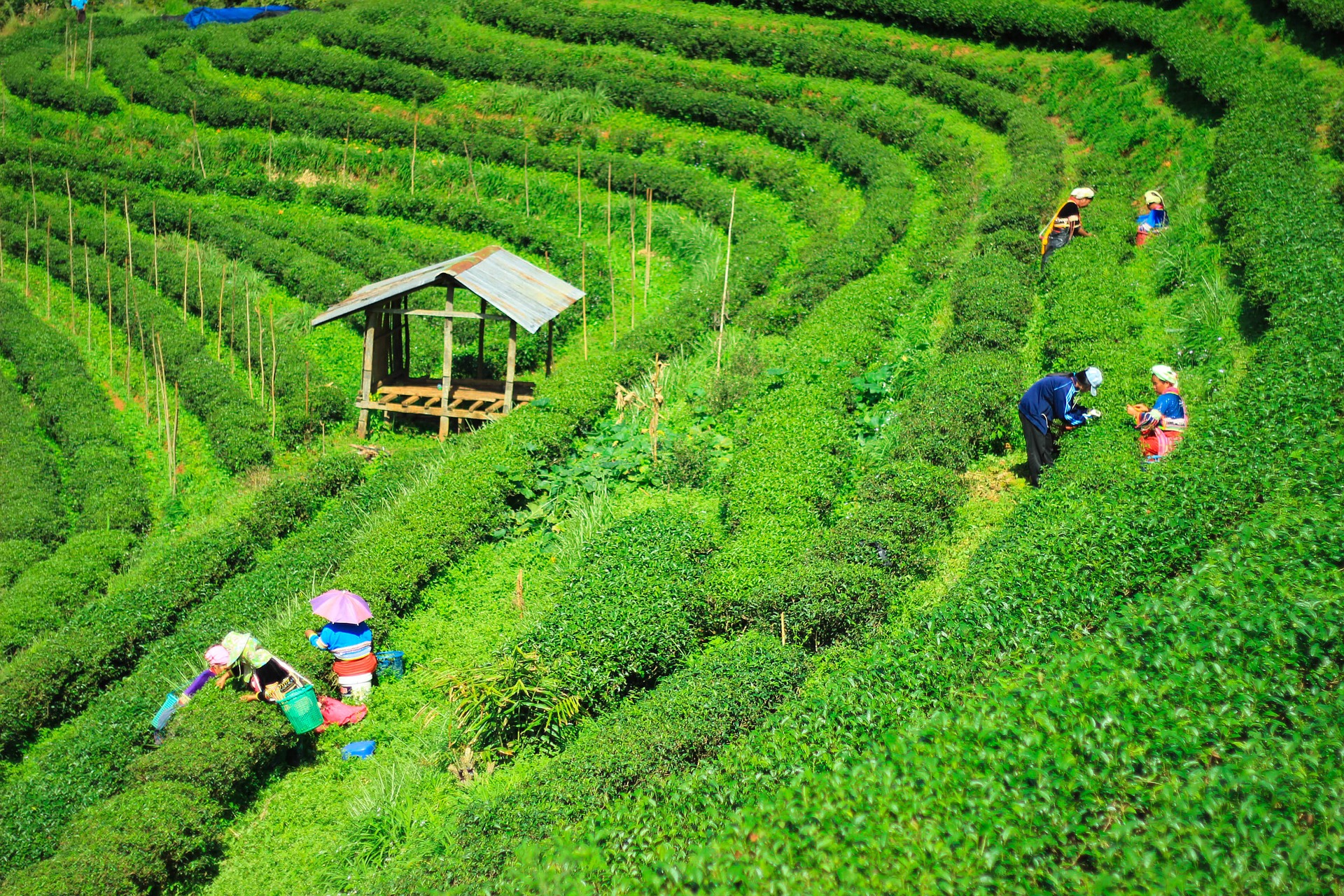 tea-plantations-1571586_1920